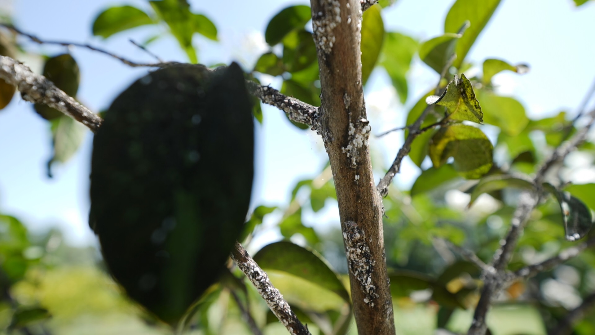 Get It Growing: Combatting crapemyrtle bark scale